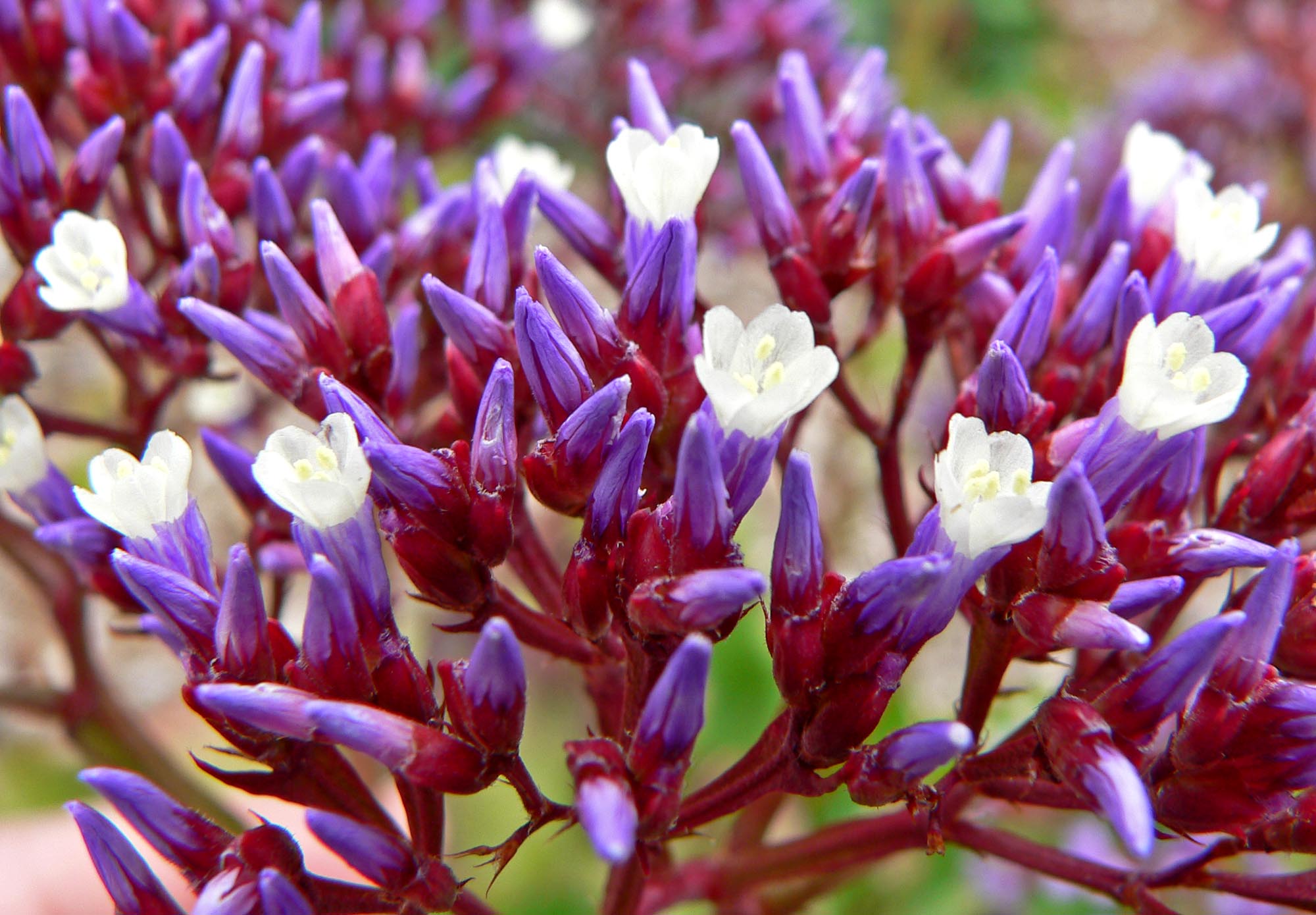 Statice flower