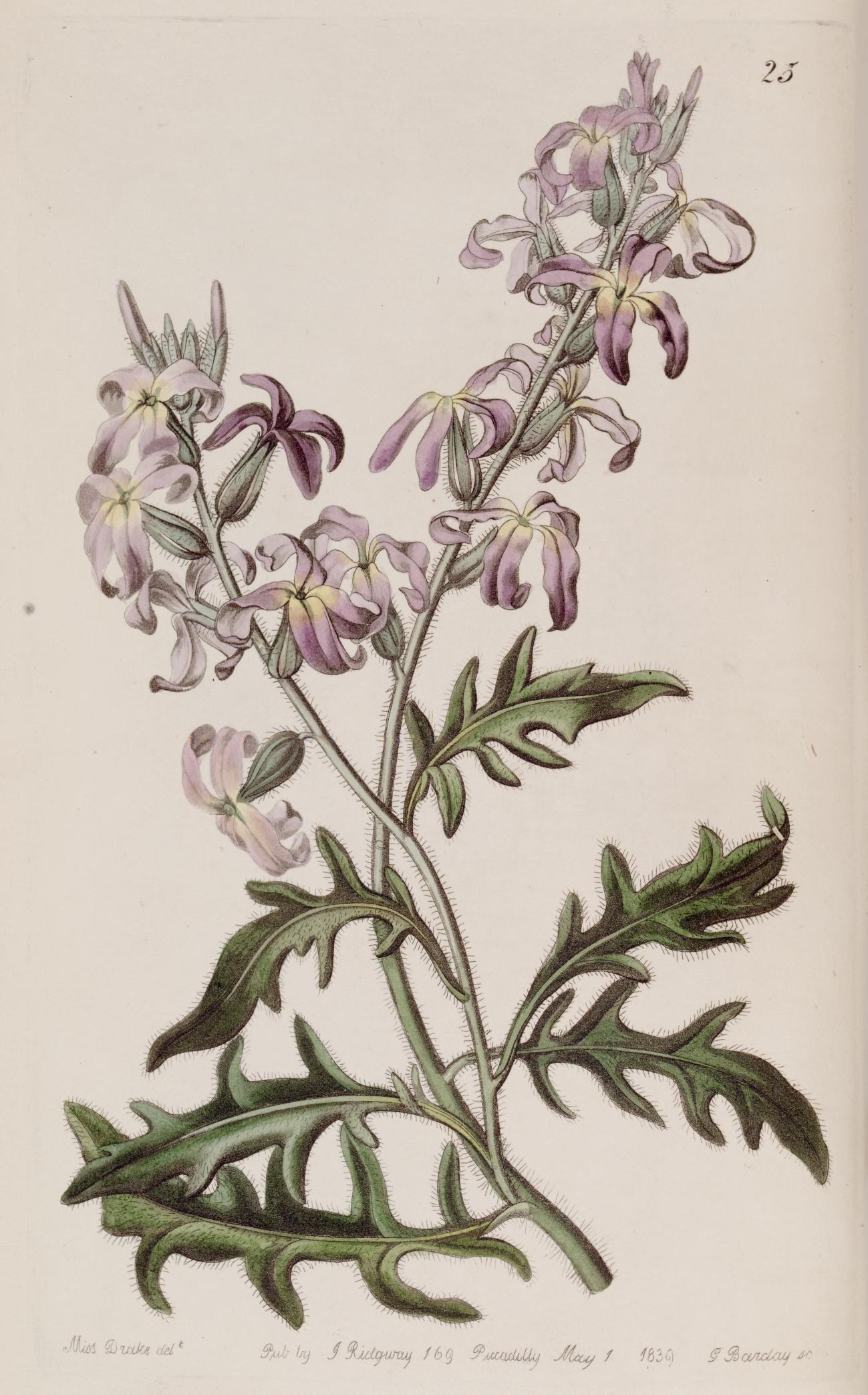 Stock flower