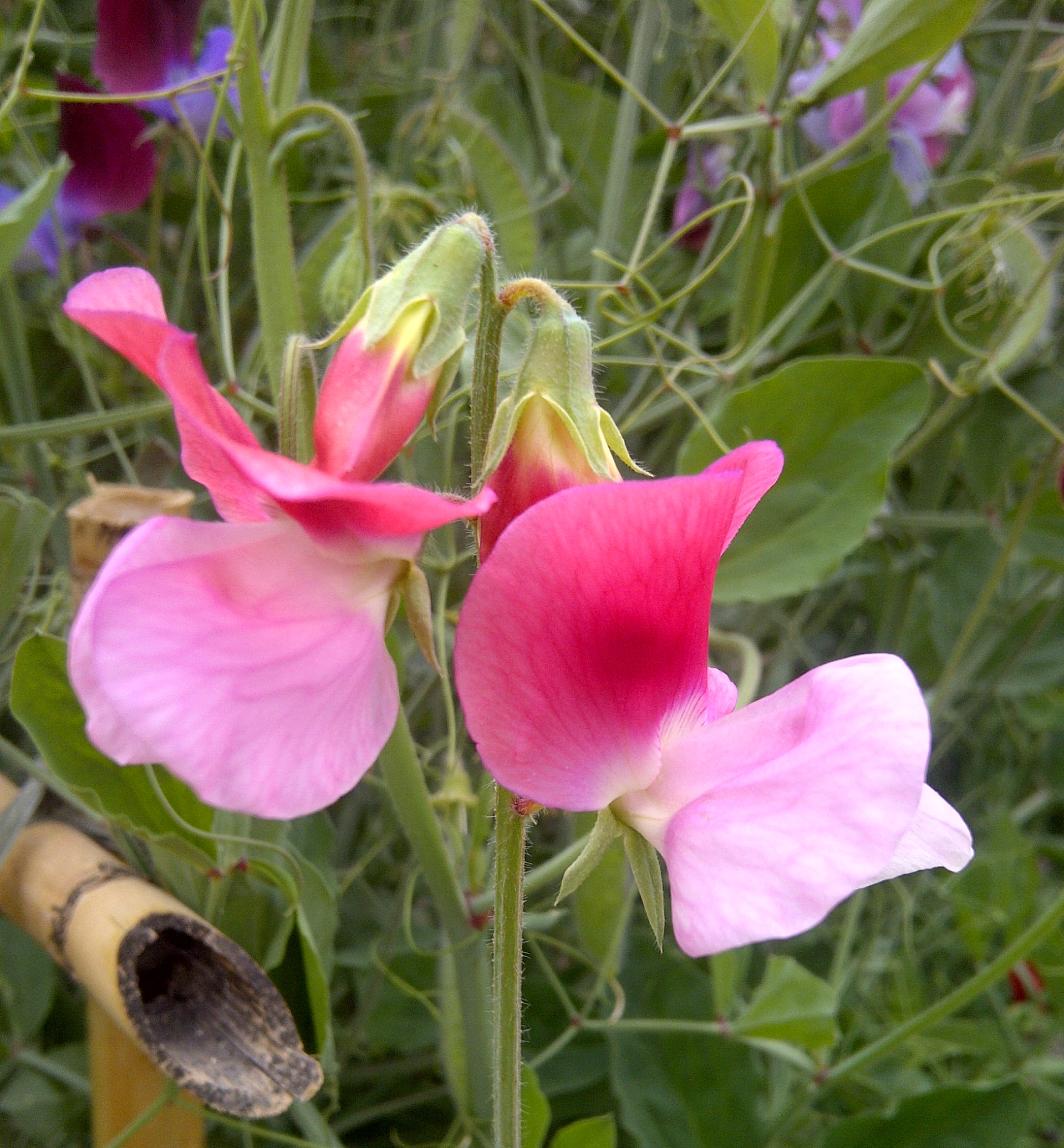 Sweet Pea flower