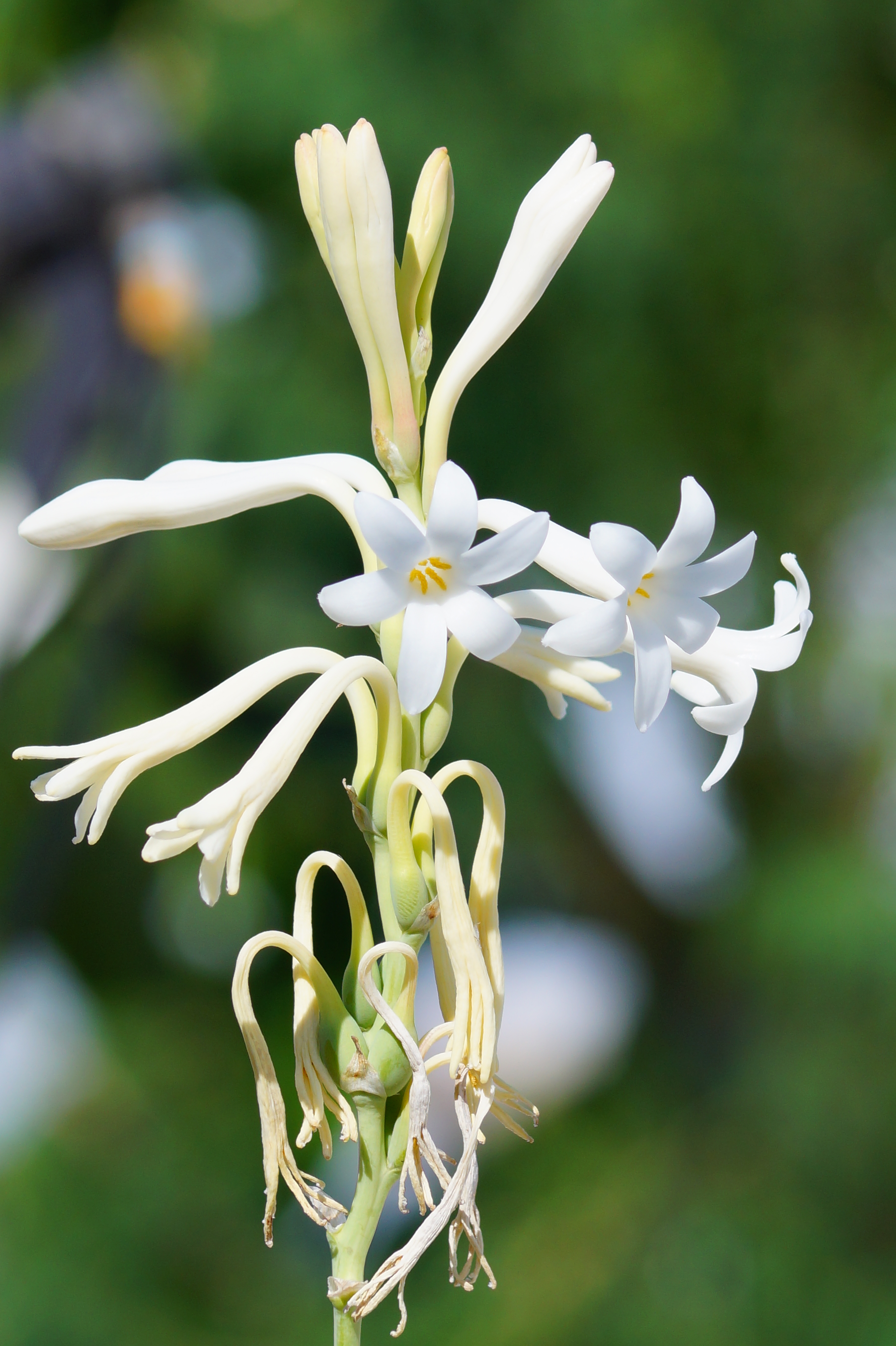 Tuberose flower