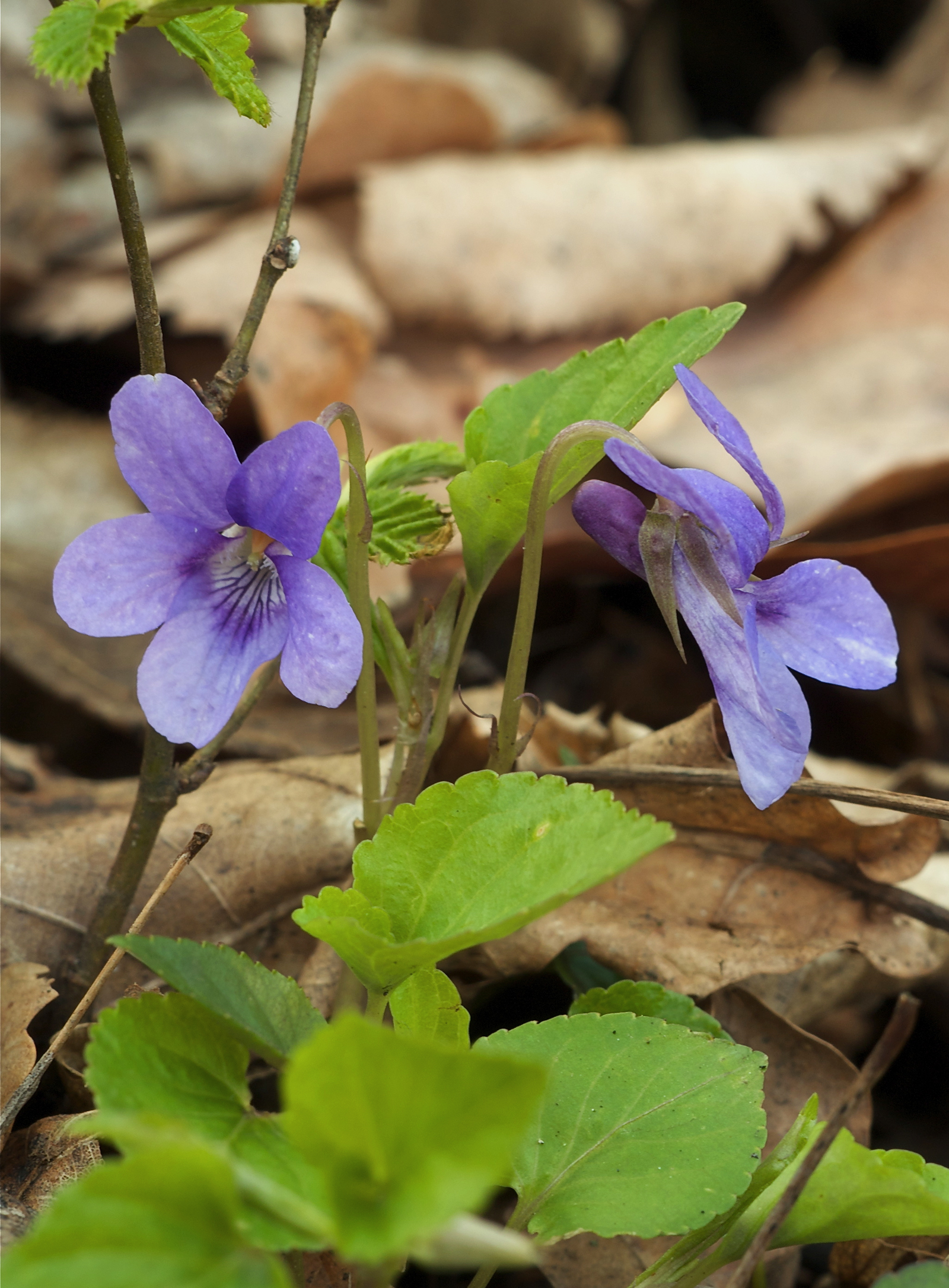 Violet flower