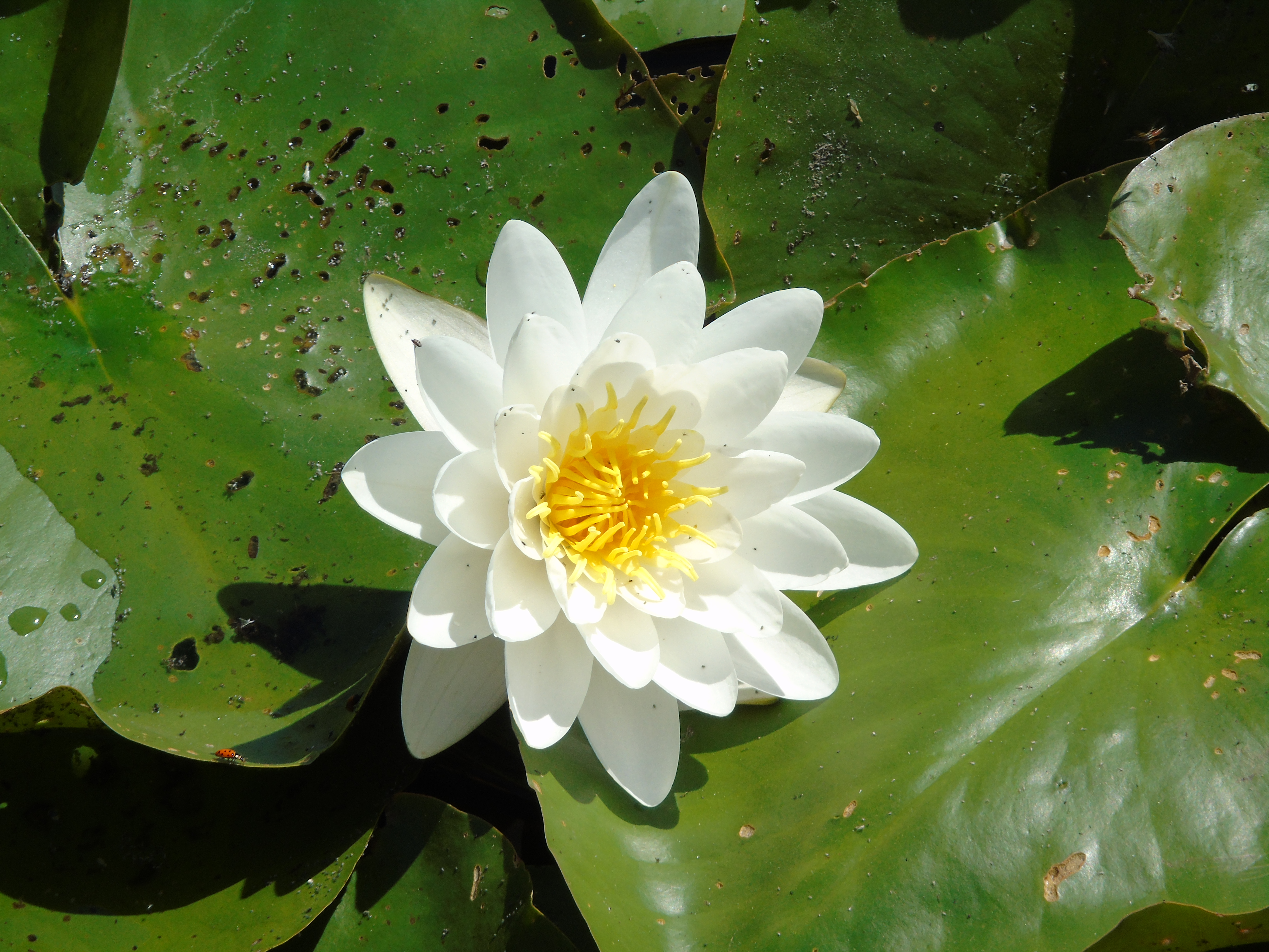 Water Lily flower
