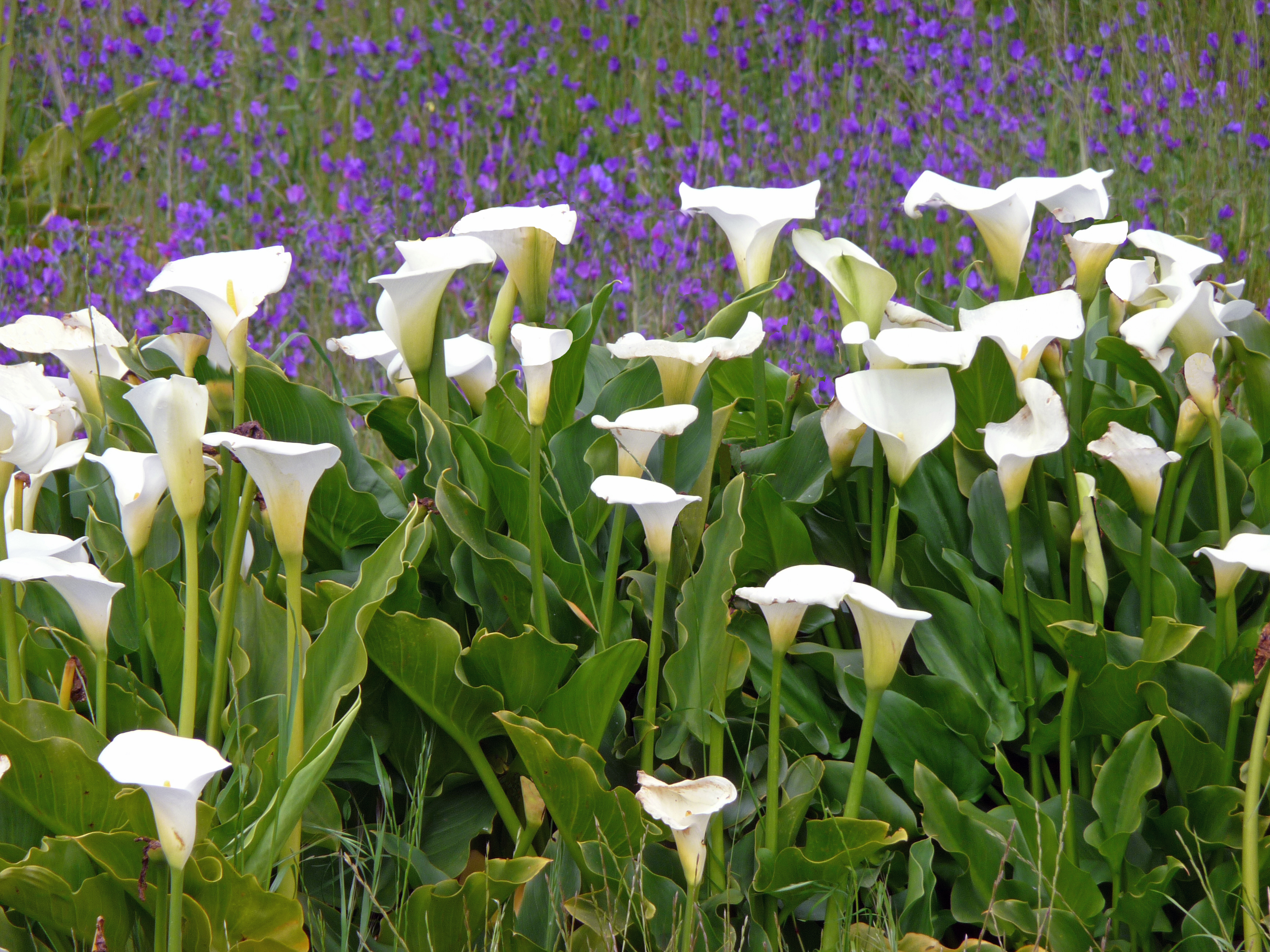 White calla lily spathes