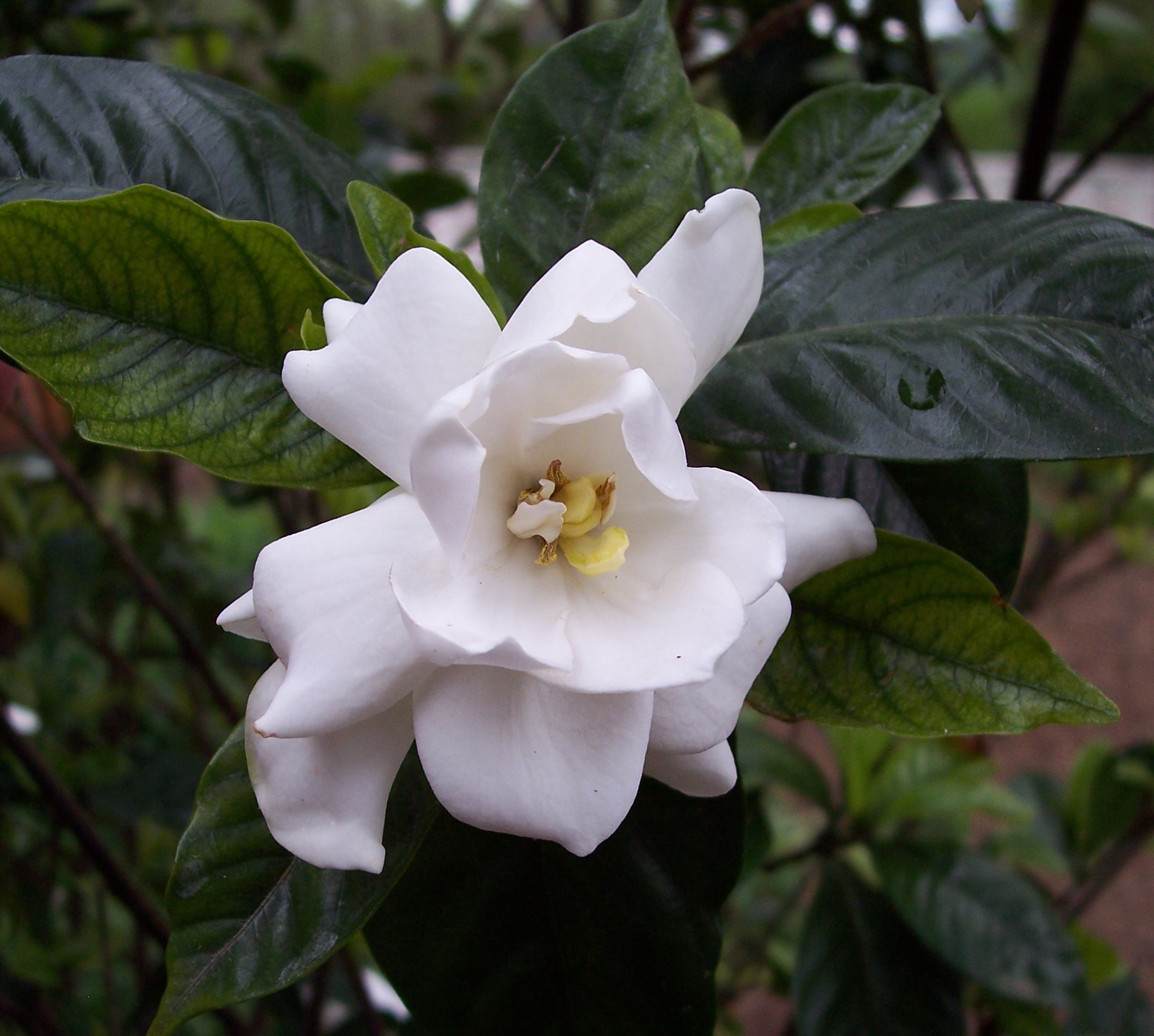 Cream gardenia bloom