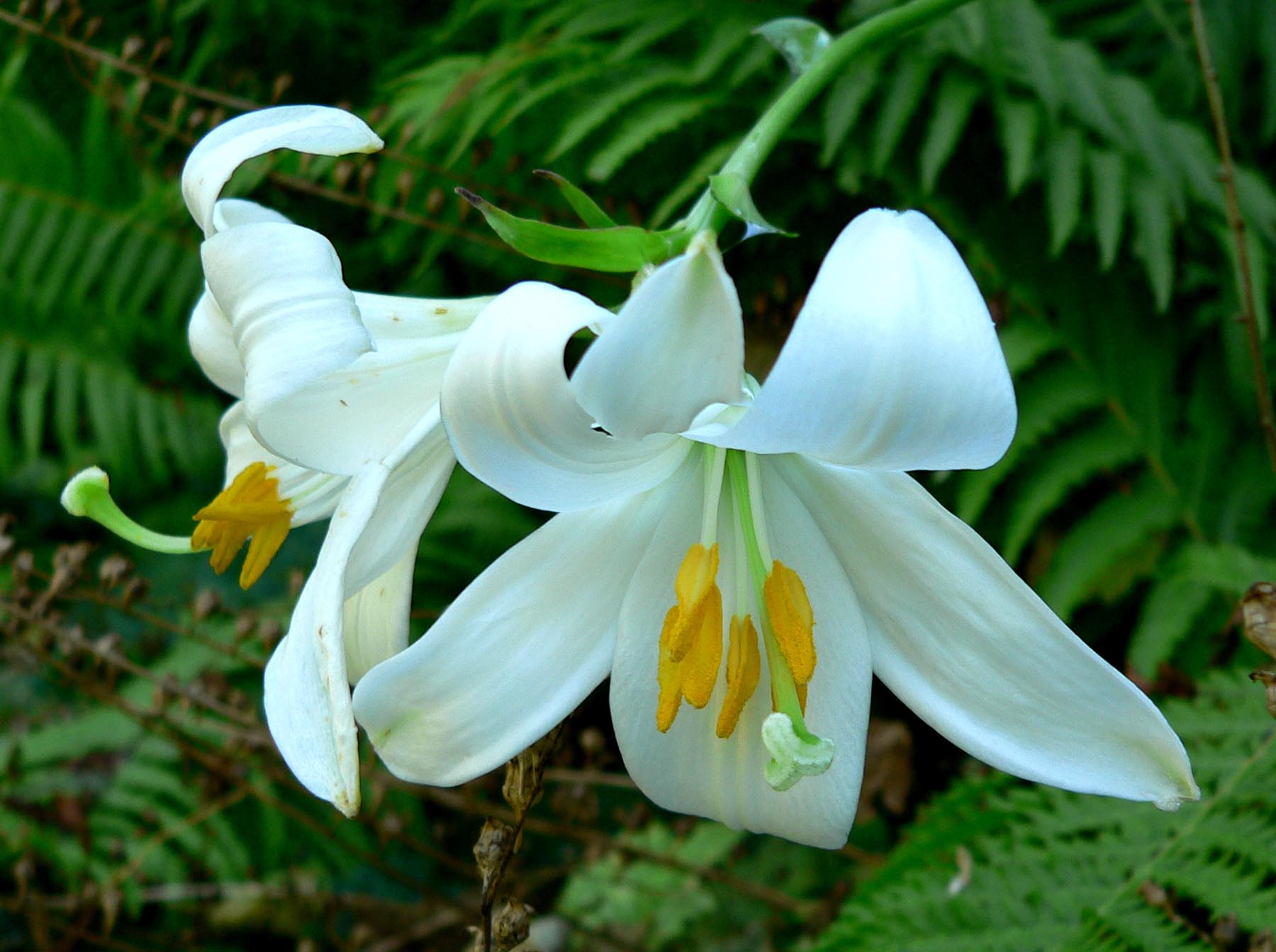 White lily with visible stamens