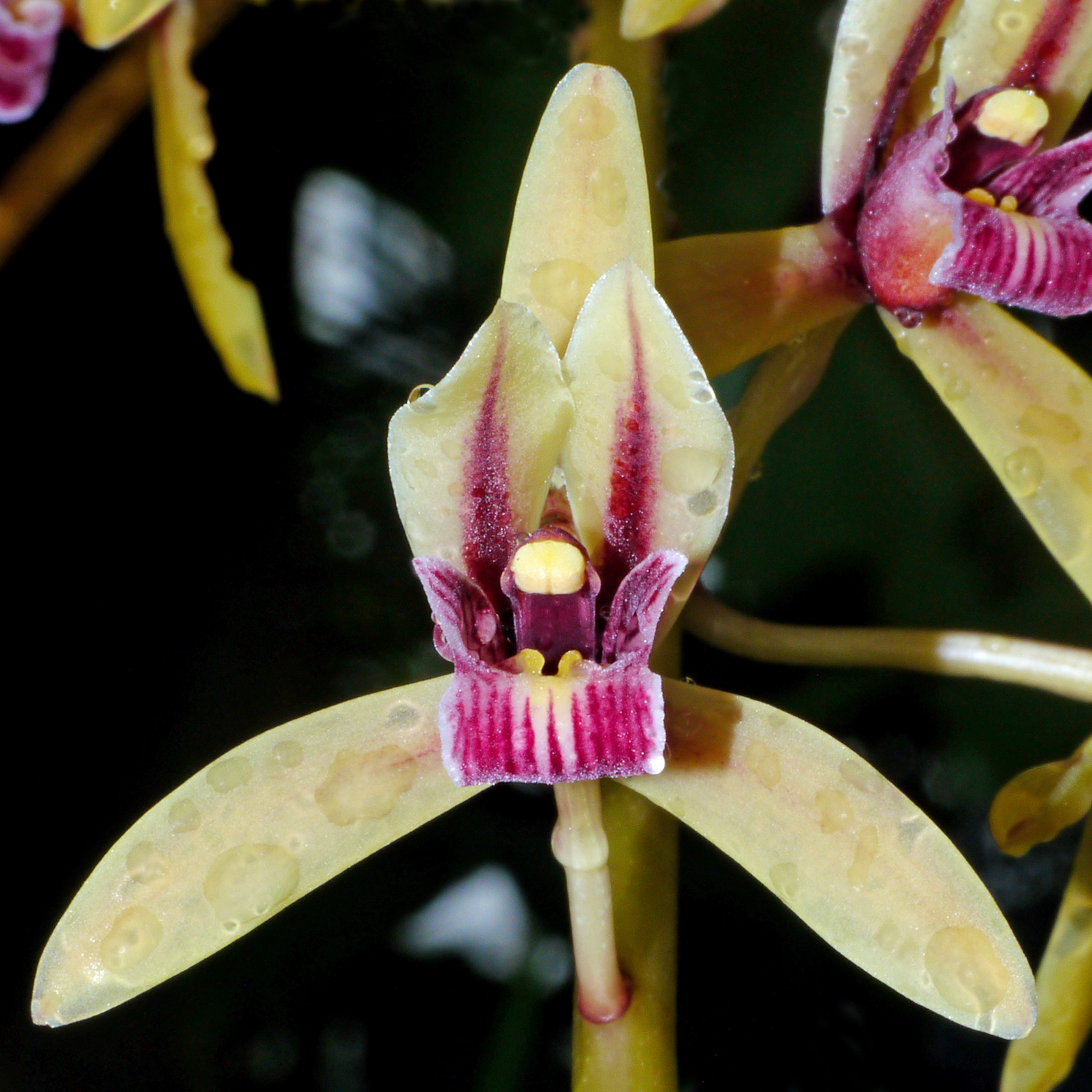 White moth orchid blooms