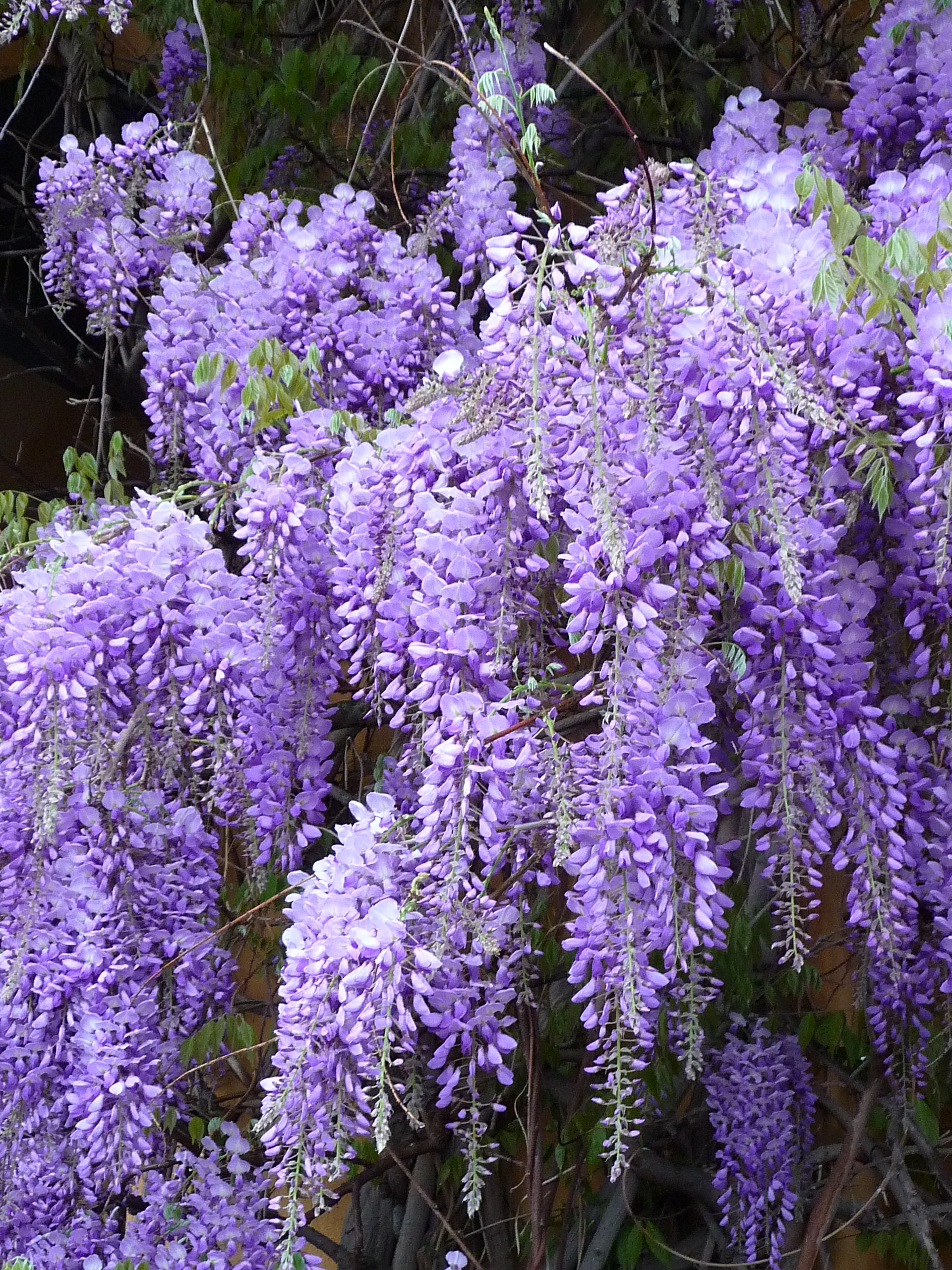 Wisteria flower