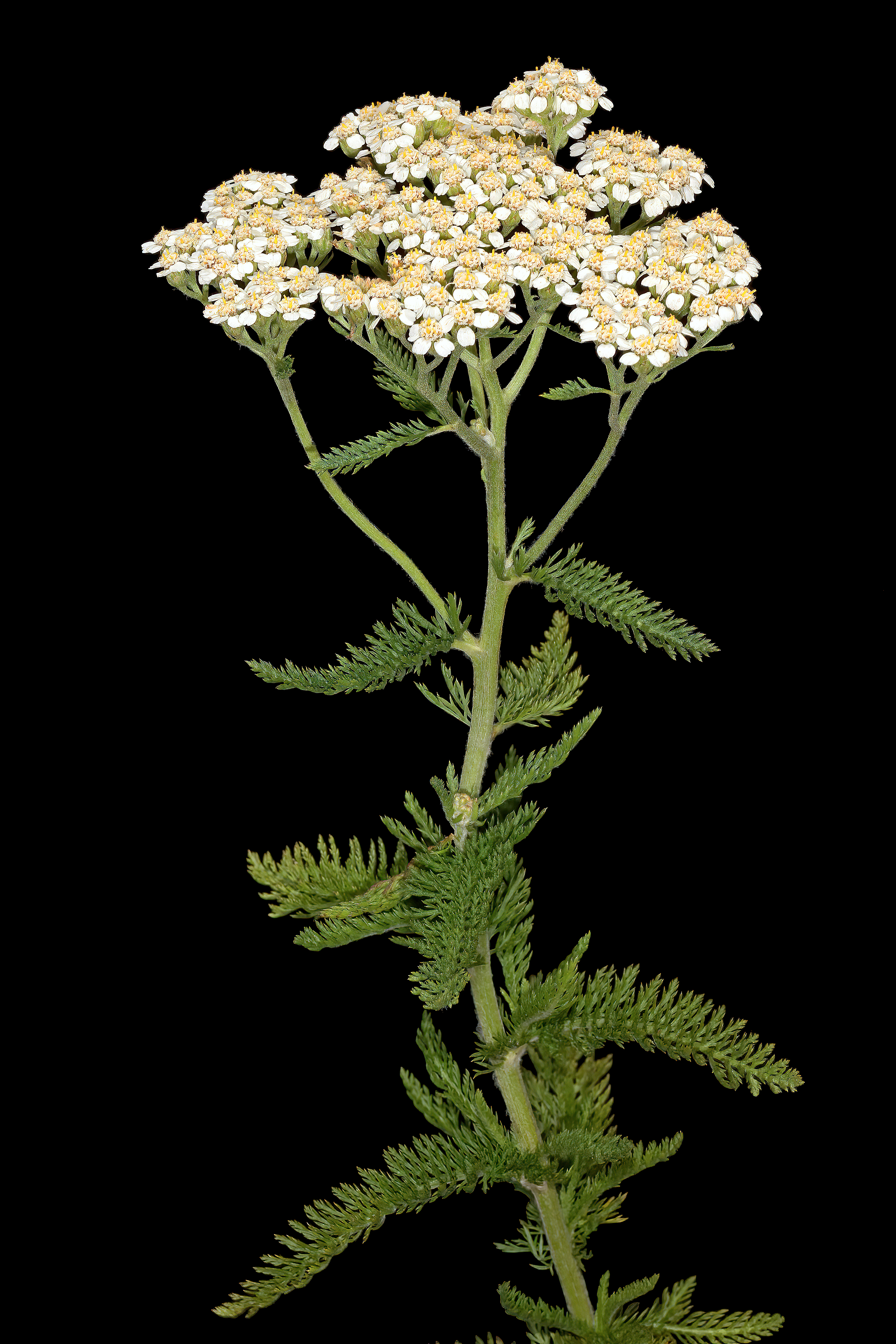 Yarrow flower