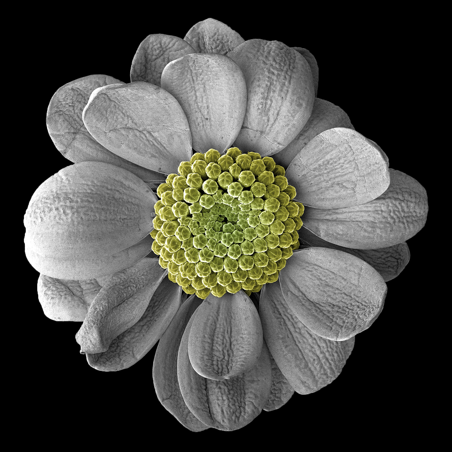 Yellow chrysanthemum bloom