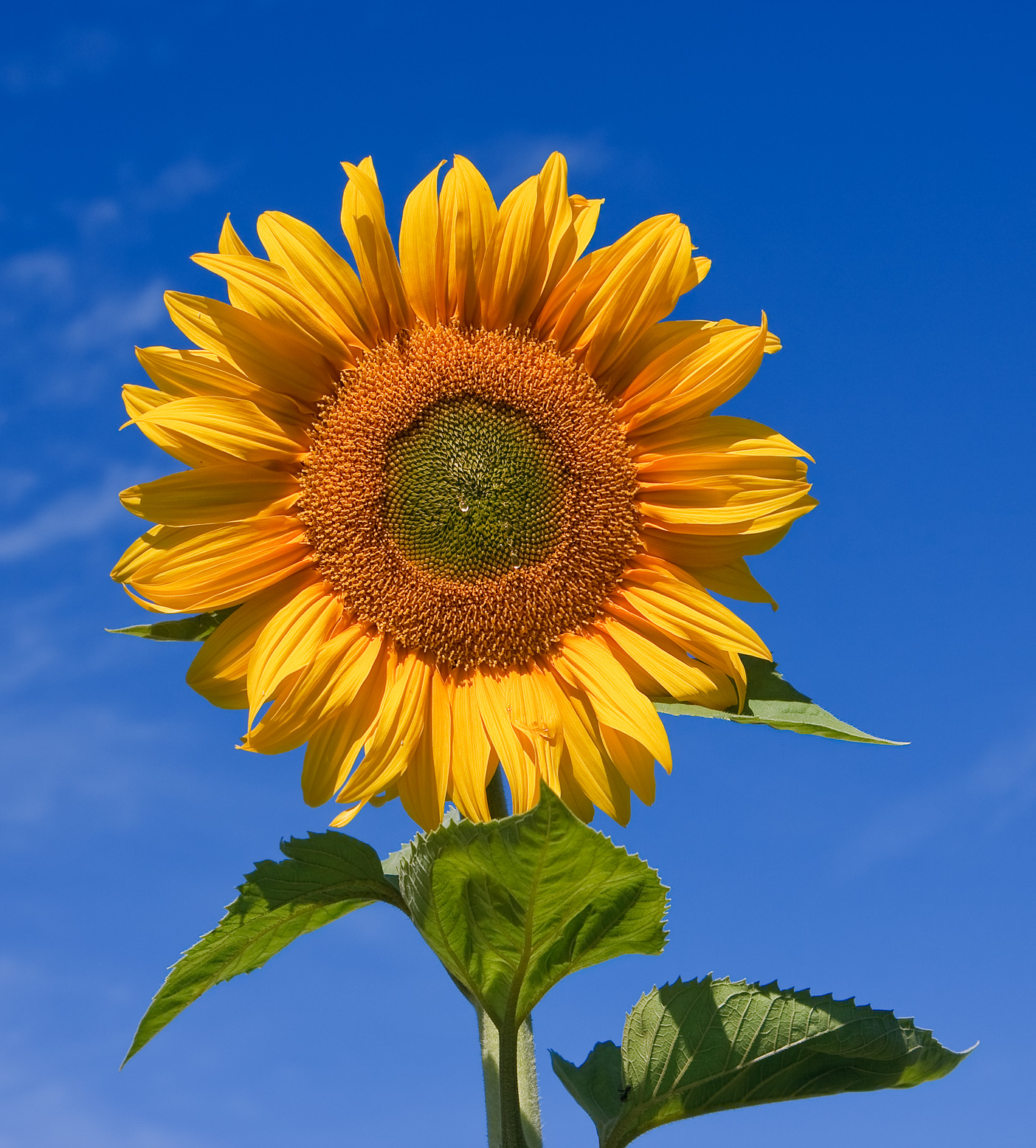 Yellow sunflower facing the light