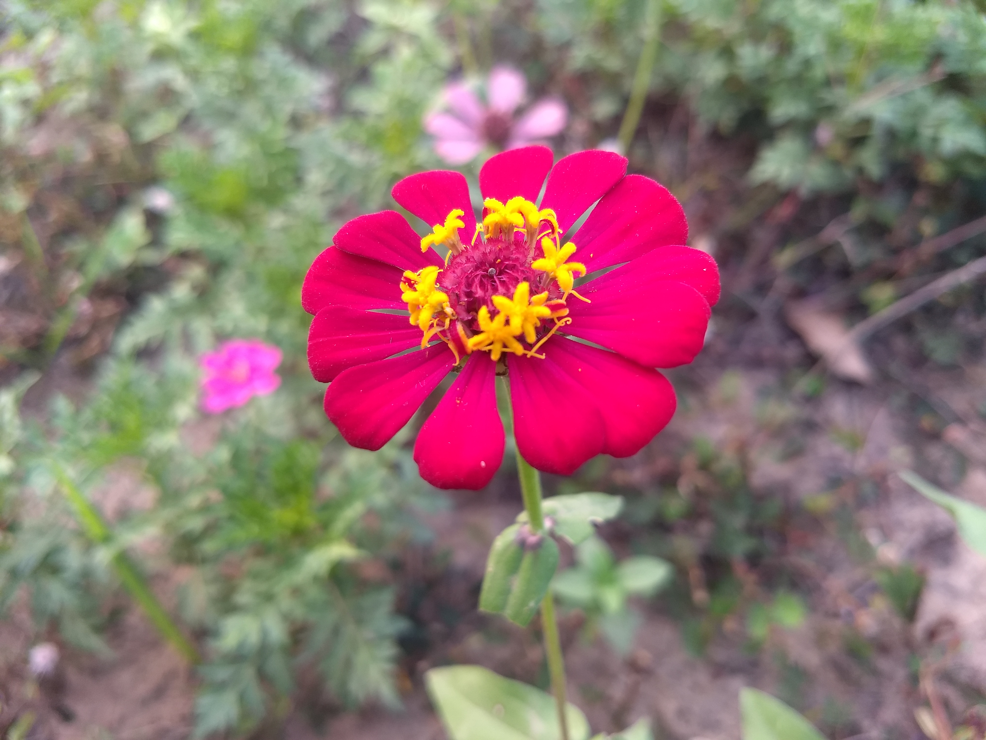 Zinnia flower